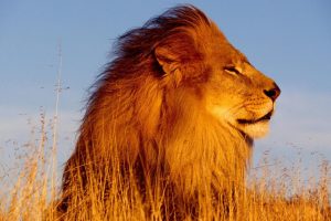 african-lion-pictures-free